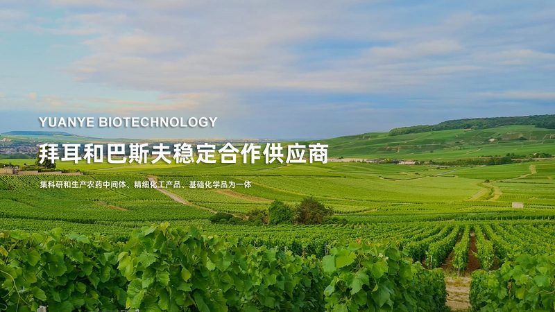 CDMO项目报价周期：揭秘从询价到报价的流程**
